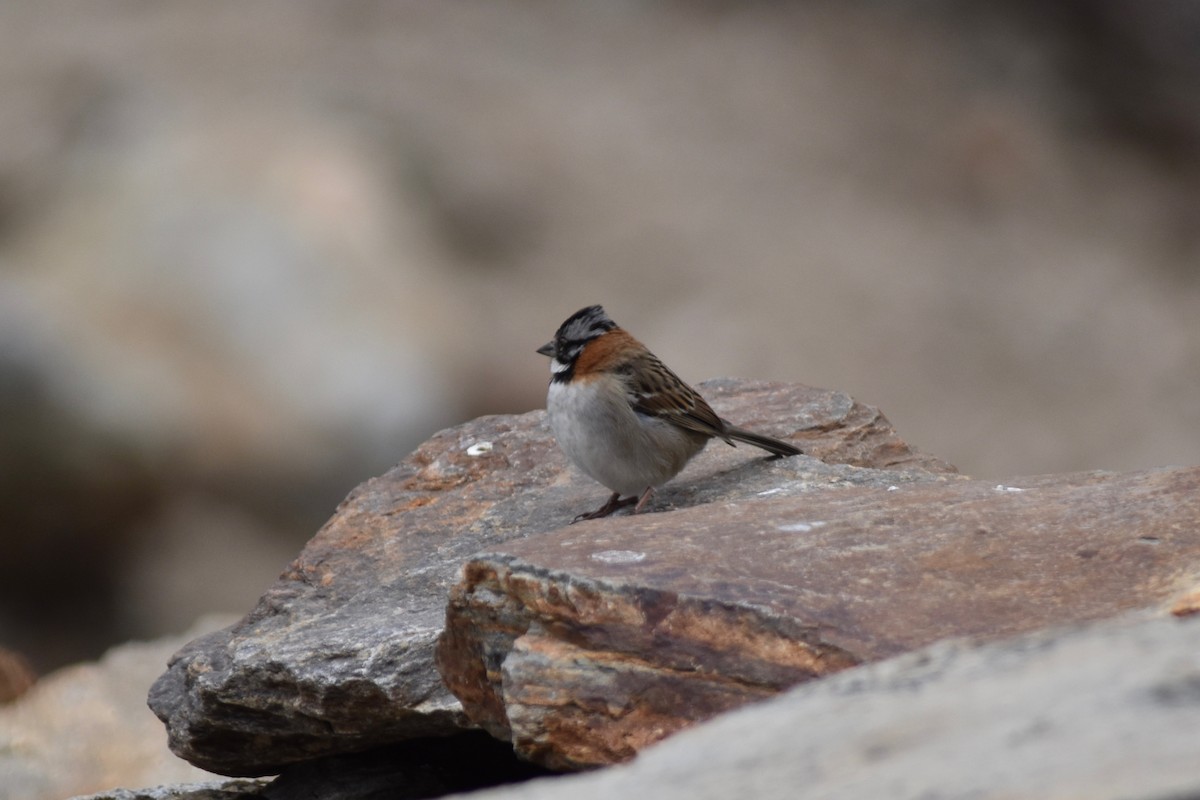 Rufous-collared Sparrow - ML115757781