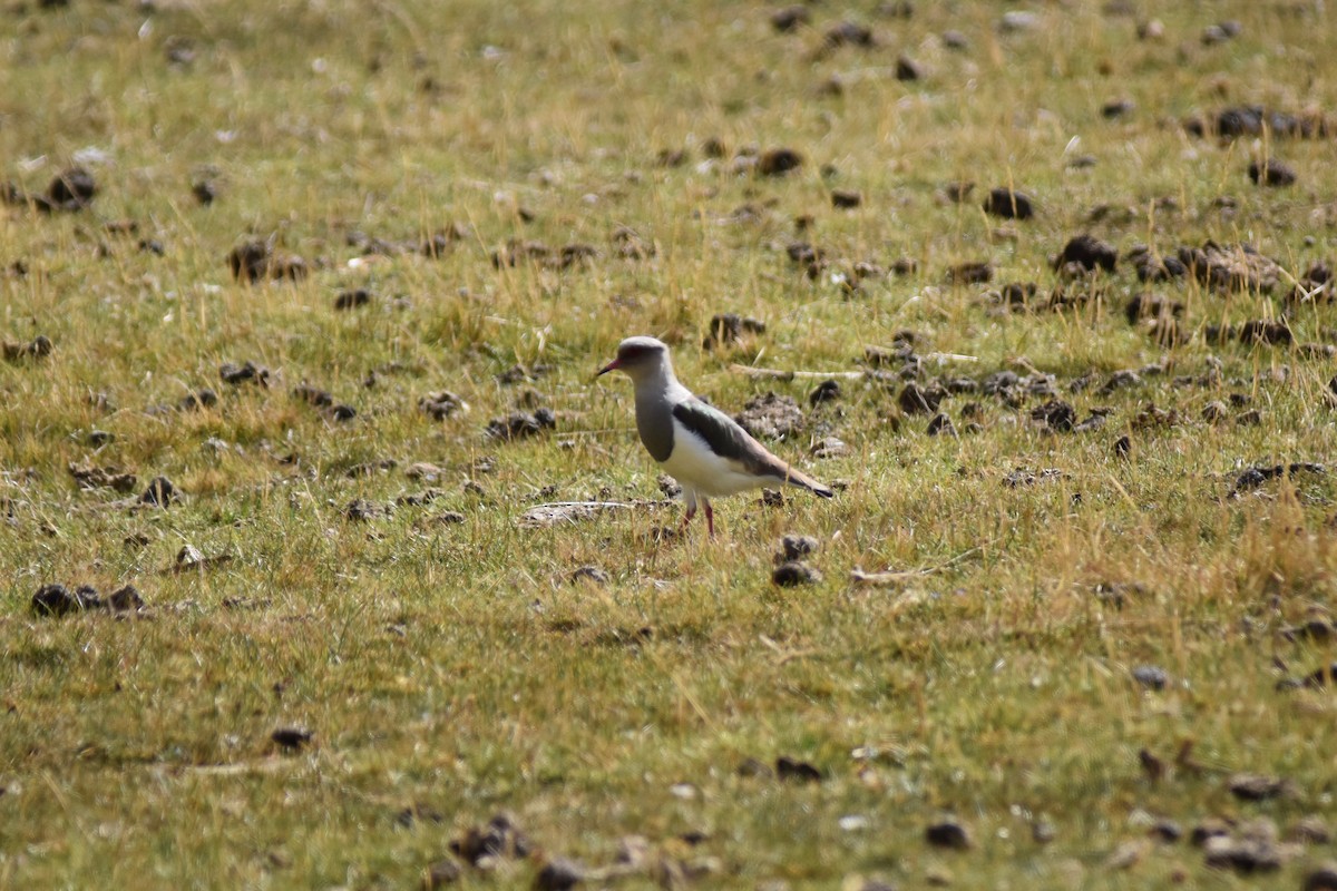 Andean Lapwing - ML115758081