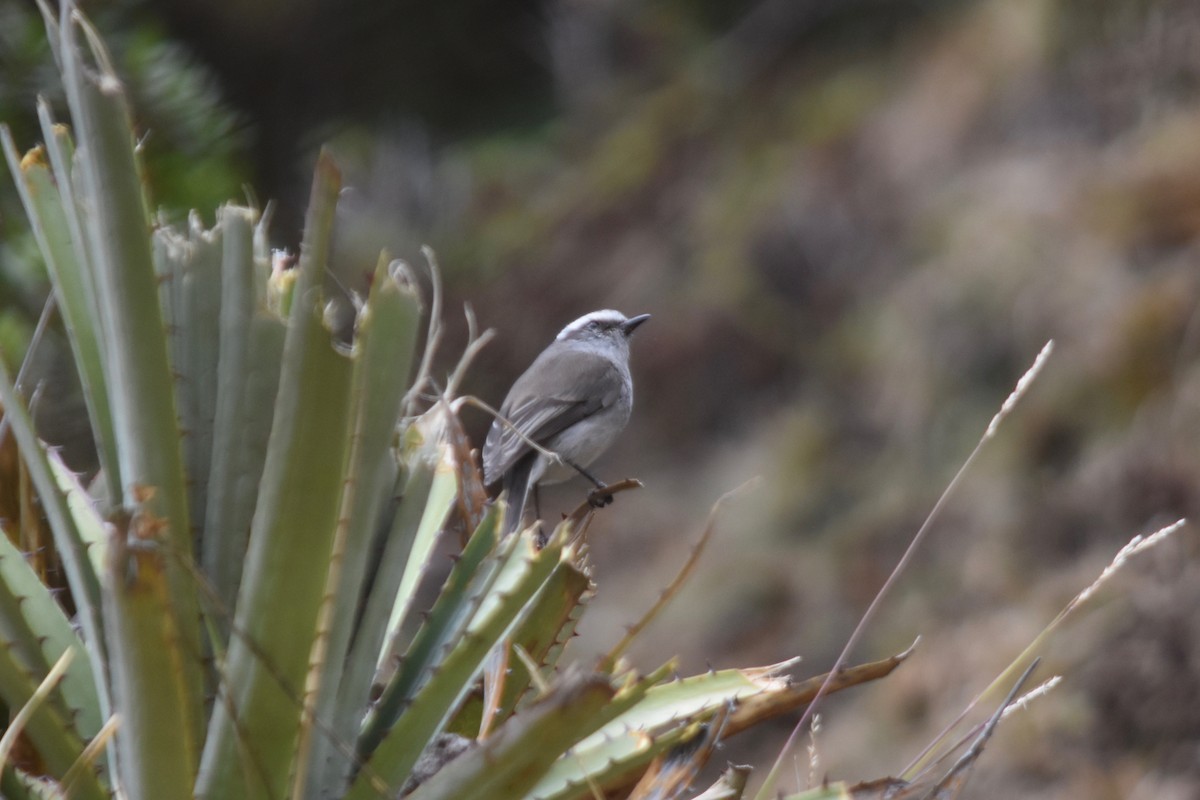 White-browed Chat-Tyrant - ML115758591