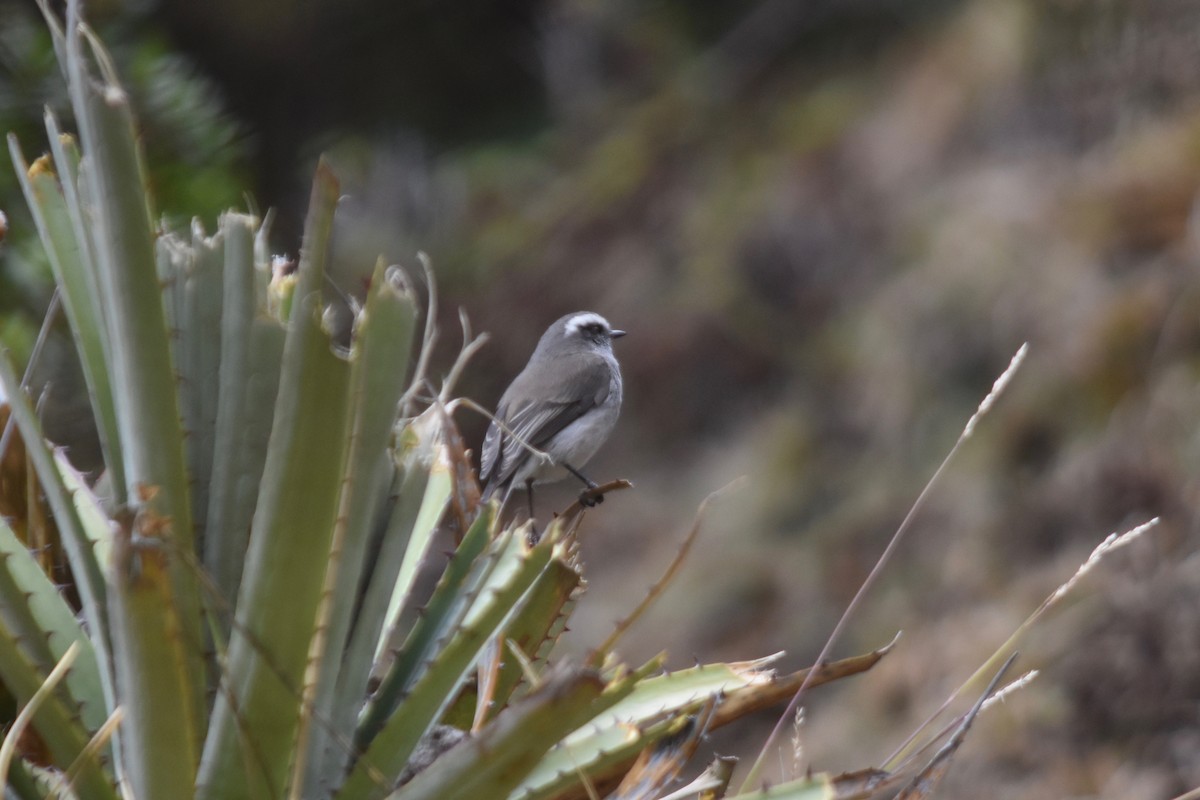White-browed Chat-Tyrant - ML115758611
