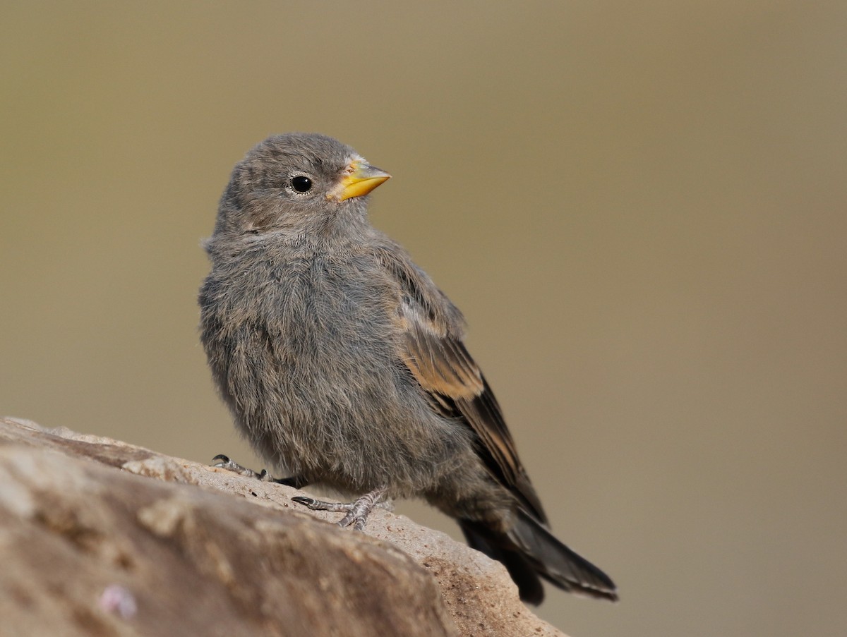 Brown-capped Rosy-Finch - ML115759301