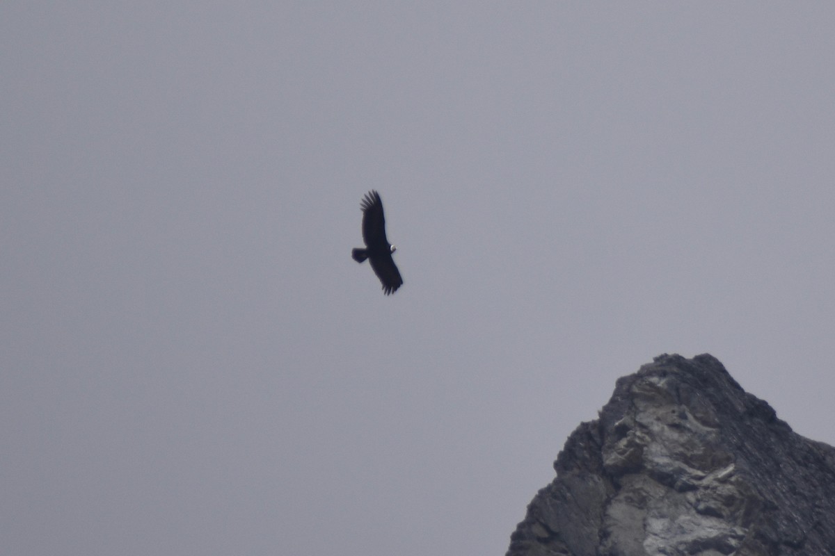 Andean Condor - ML115759501