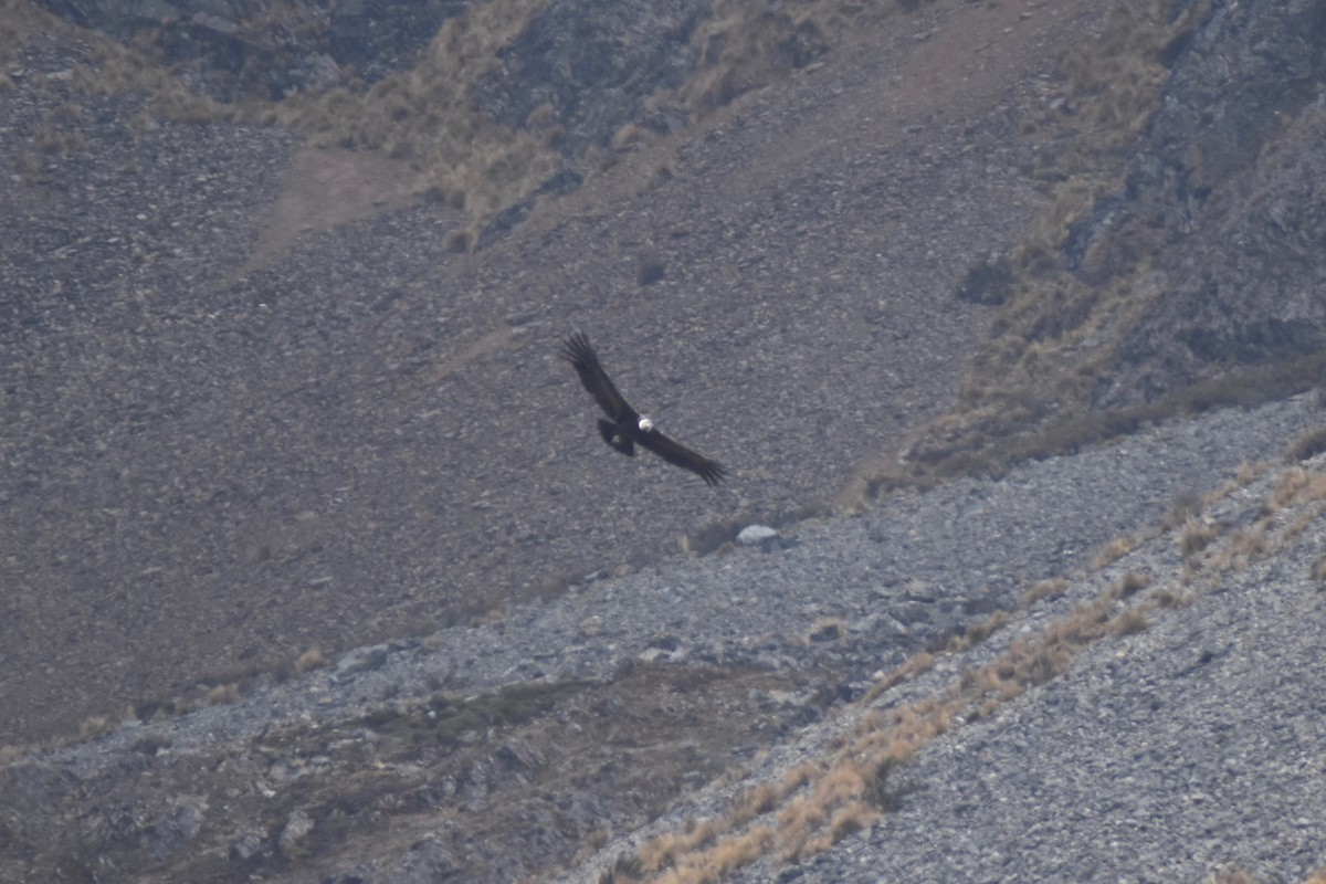 Andean Condor - ML115759551