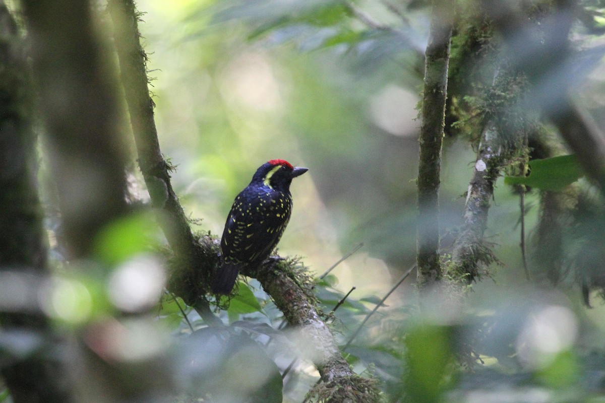 Yellow-spotted Barbet - ML115761081