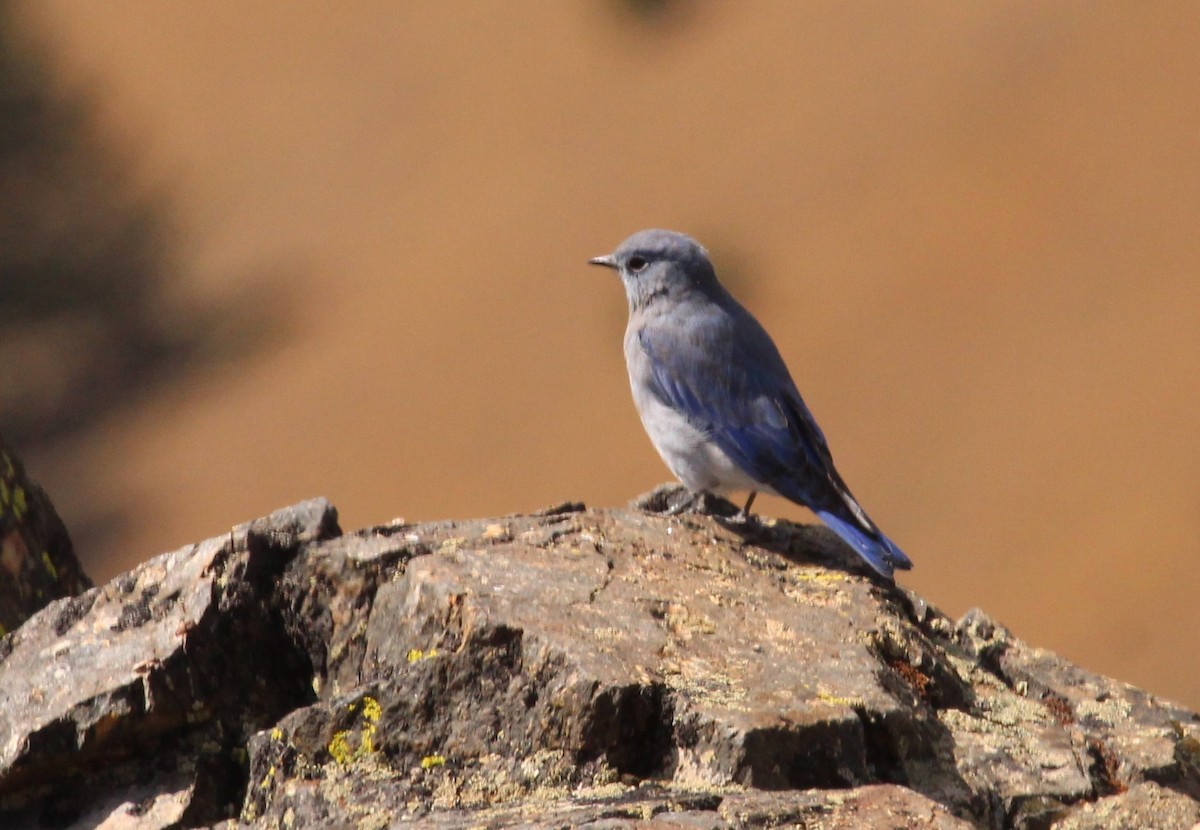 Mountain Bluebird - Sandy Schreven