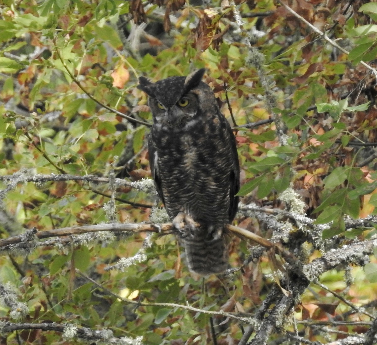 Great Horned Owl - ML115765011