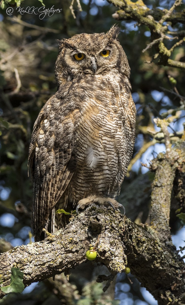 Great Horned Owl - Kishore Bakshi