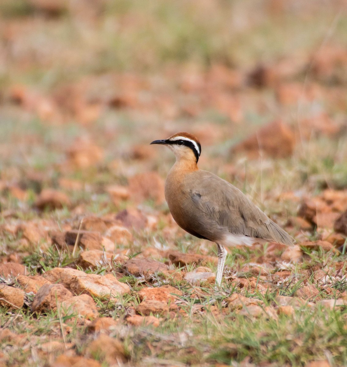 Indian Courser - ML115768201