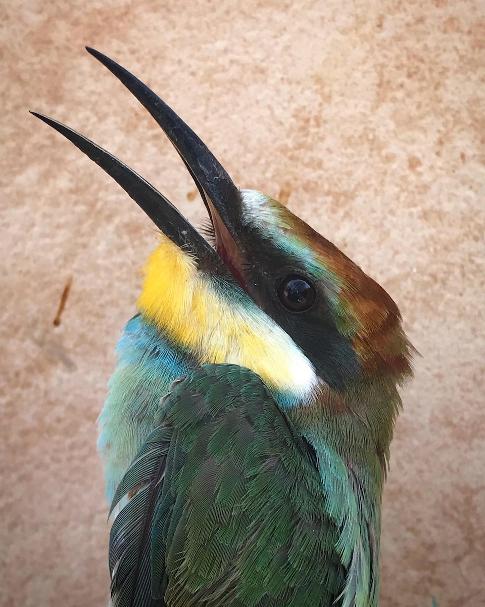European Bee-eater - Ky Clare