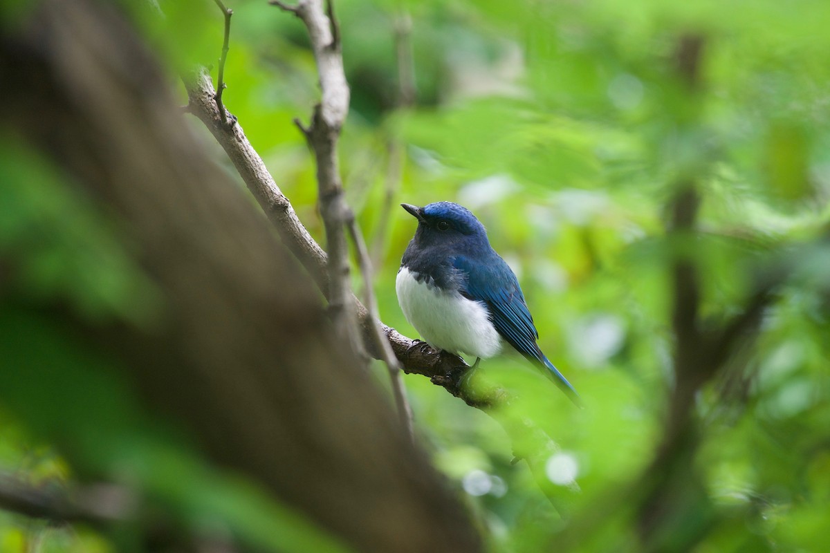 Blue-and-white Flycatcher - ML115770541