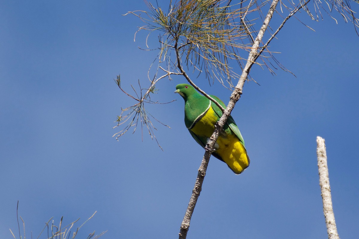 Cloven-feathered Dove - ML115771451