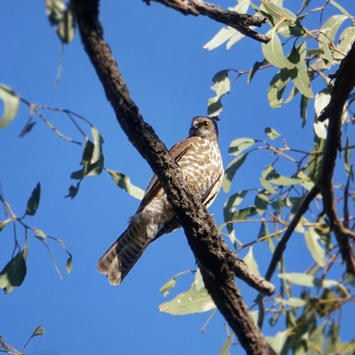 Collared Sparrowhawk - Kerry Allen