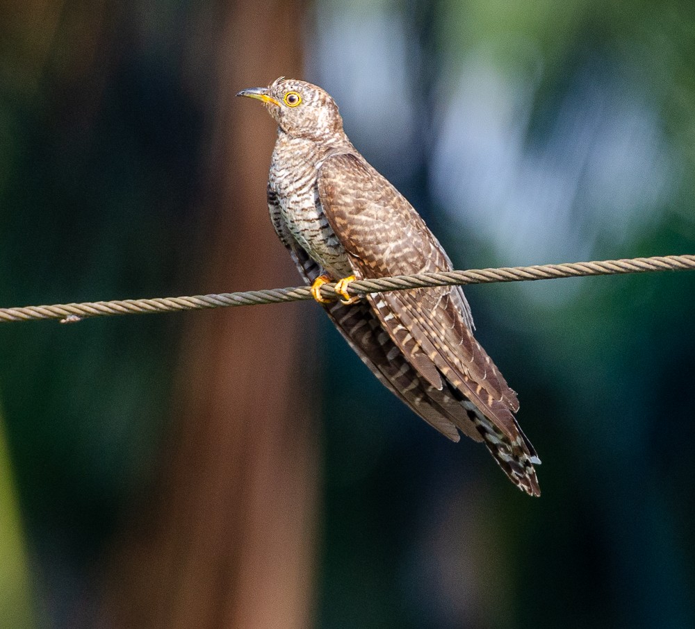 Common Cuckoo - Sudheer Reddy