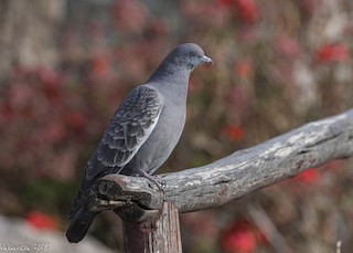 Spot-winged Pigeon, ML115776641