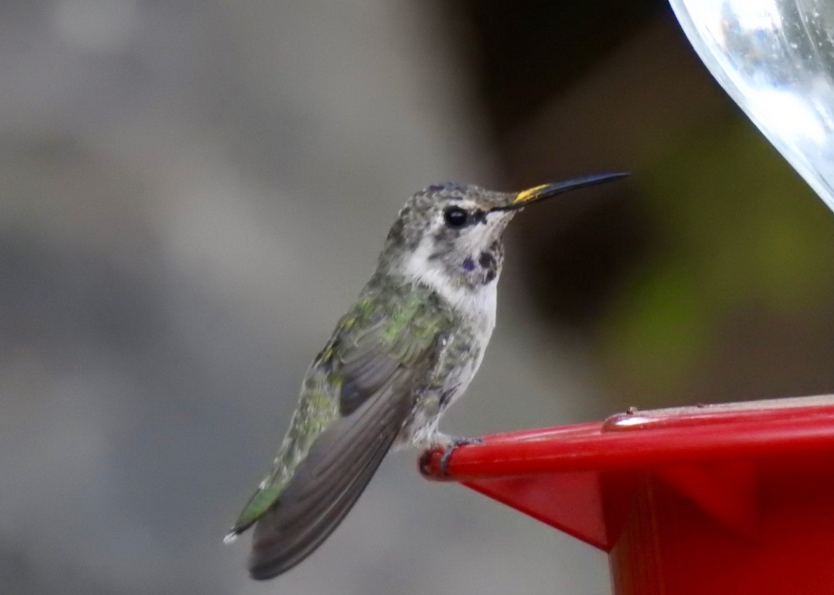 Costa's Hummingbird - Ron Pozzi