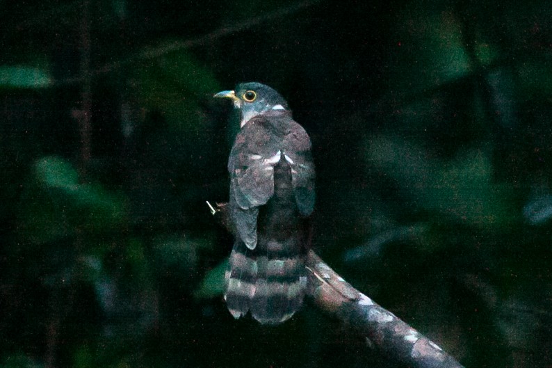 Malaysian Hawk-Cuckoo - Wilbur Goh