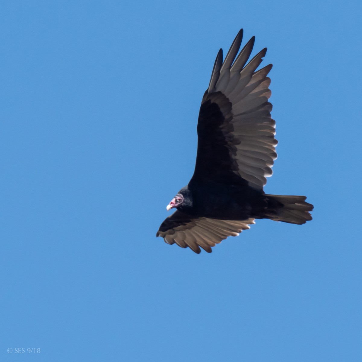 Turkey Vulture - Scott Severs