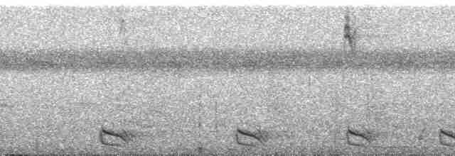 Band-tailed Antshrike - ML115786