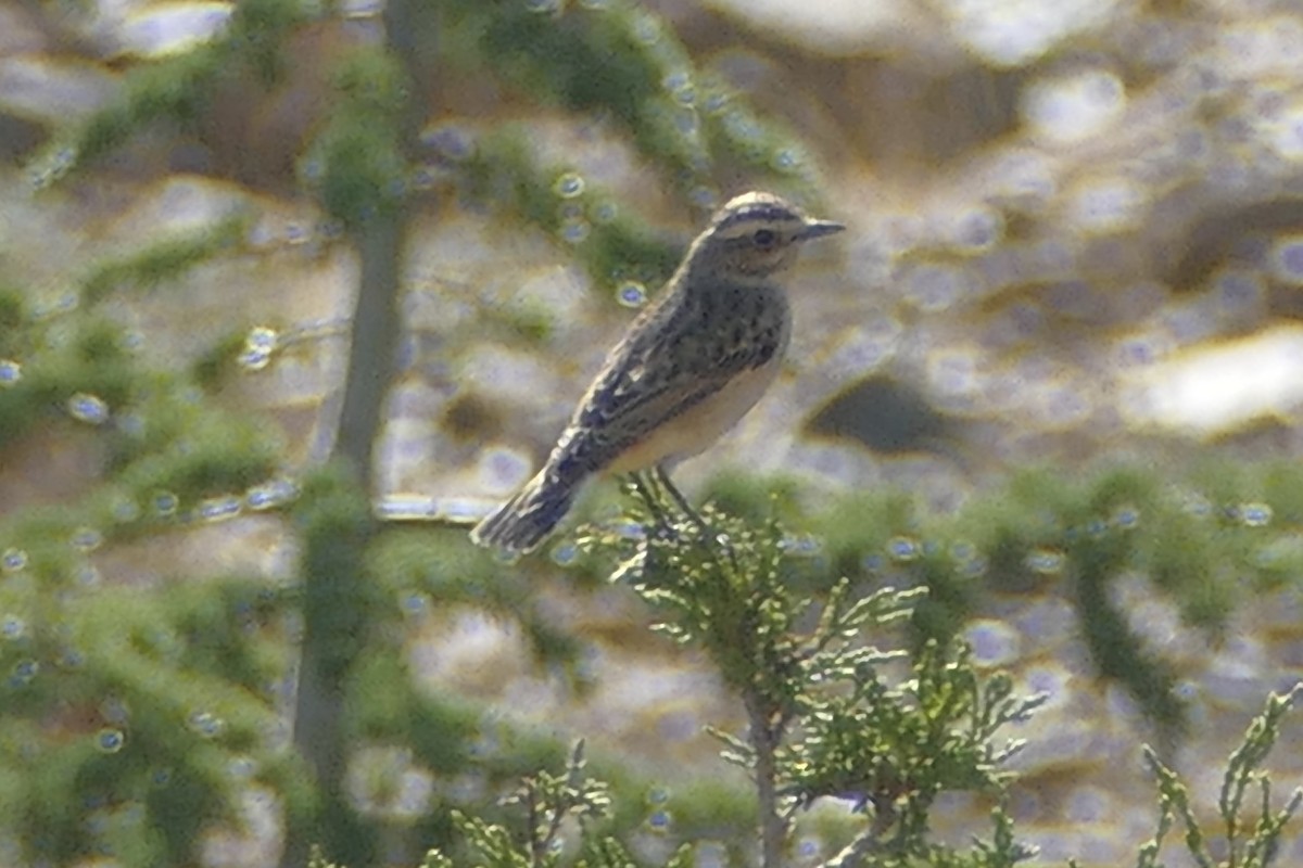 Whinchat - ML115786361