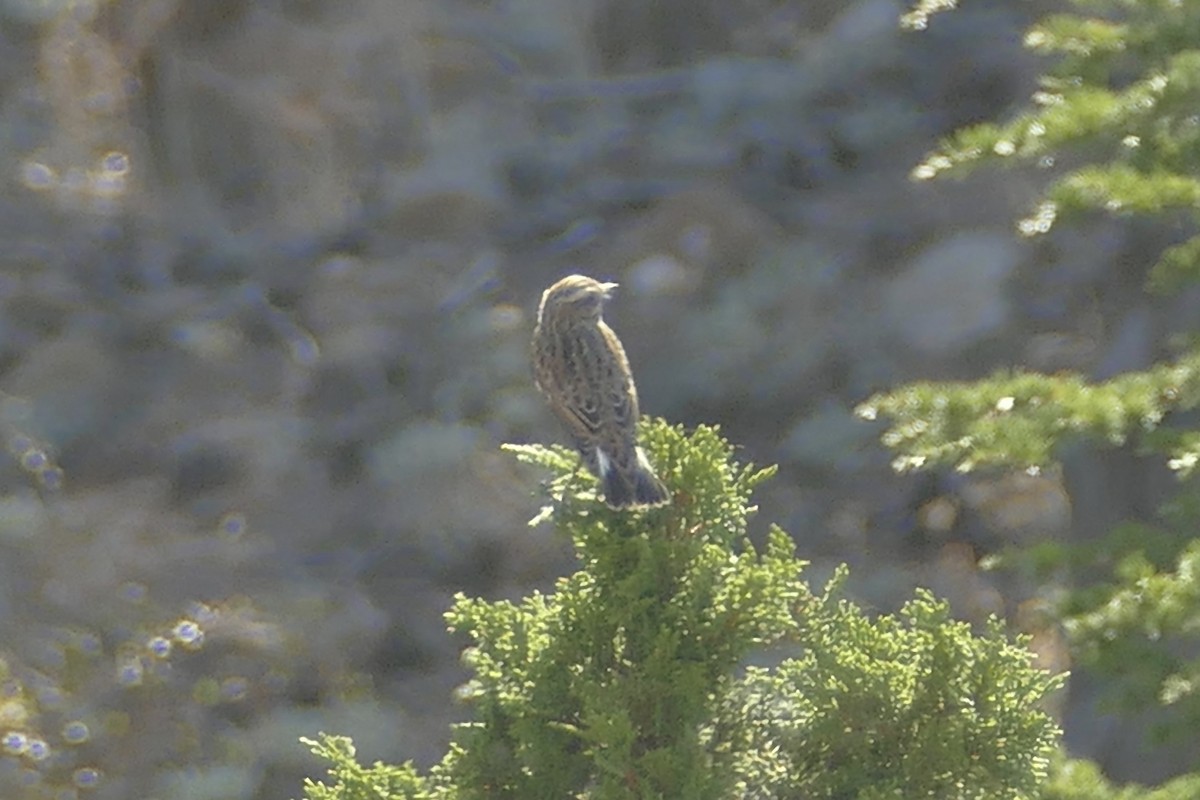Whinchat - ML115786471