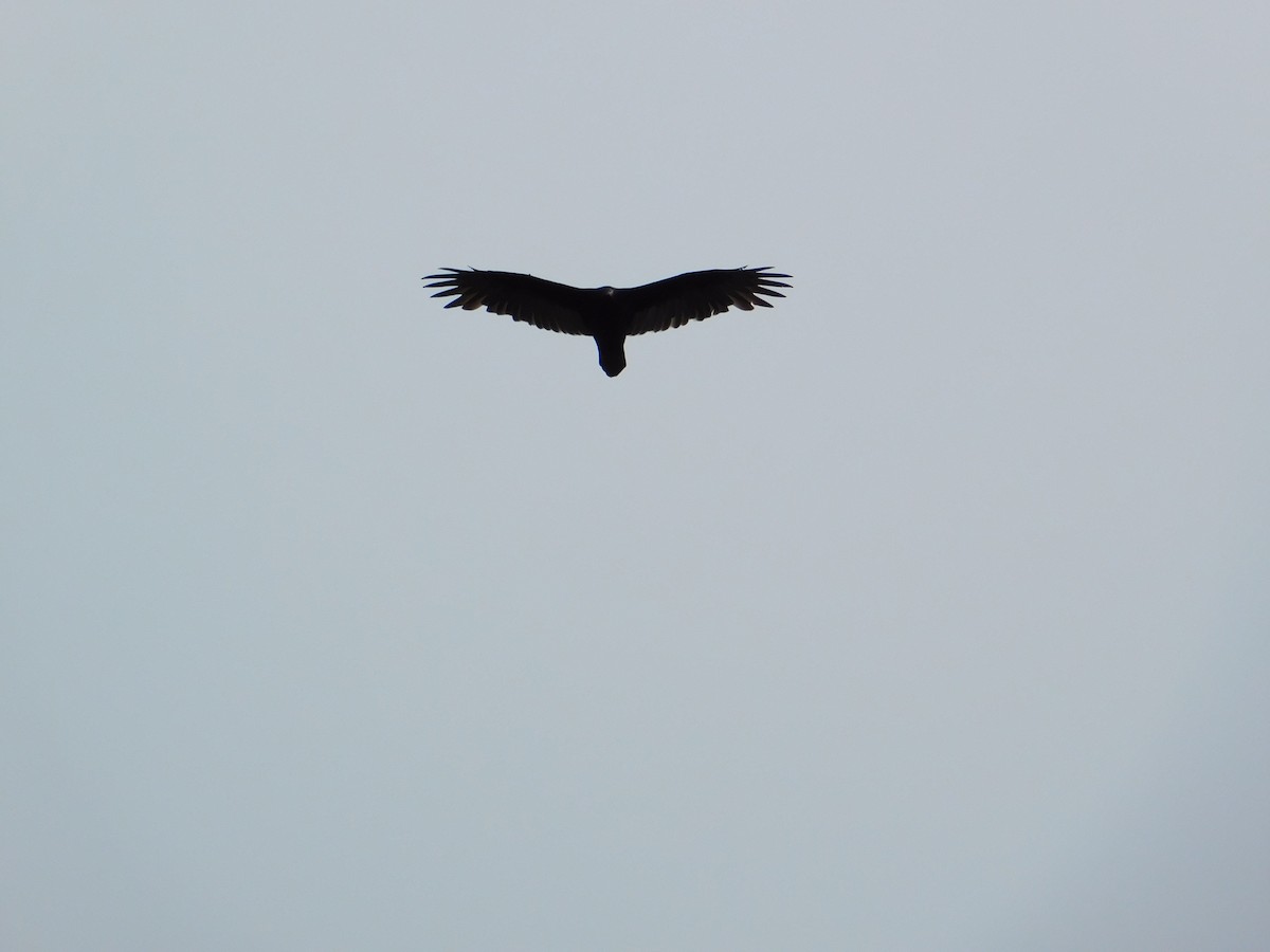 Turkey Vulture - Luis Mendes