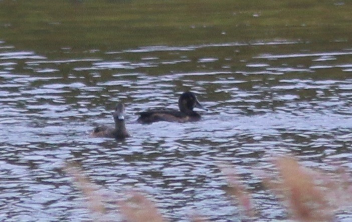 Ring-necked Duck x Greater Scaup (hybrid) - ML115789451