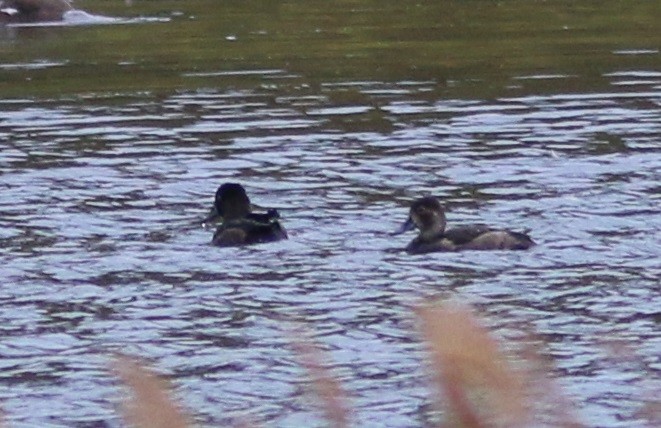 Ring-necked Duck x Greater Scaup (hybrid) - ML115789471