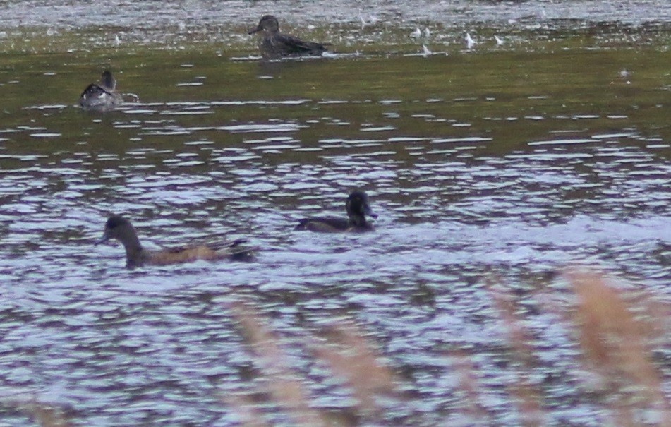 Ring-necked Duck x Greater Scaup (hybrid) - ML115789491