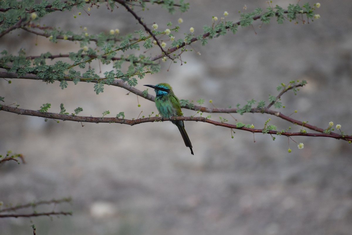 Arabian Green Bee-eater - ML115789601
