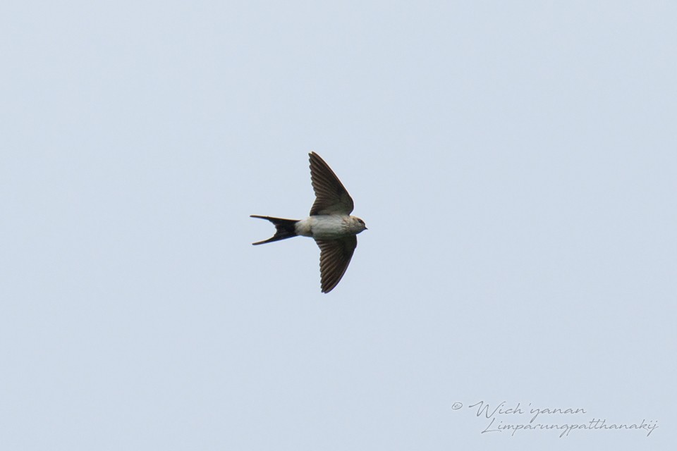 Red-rumped Swallow - Wich’yanan Limparungpatthanakij