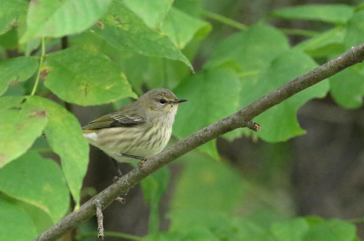 Cape May Warbler - ML115795261