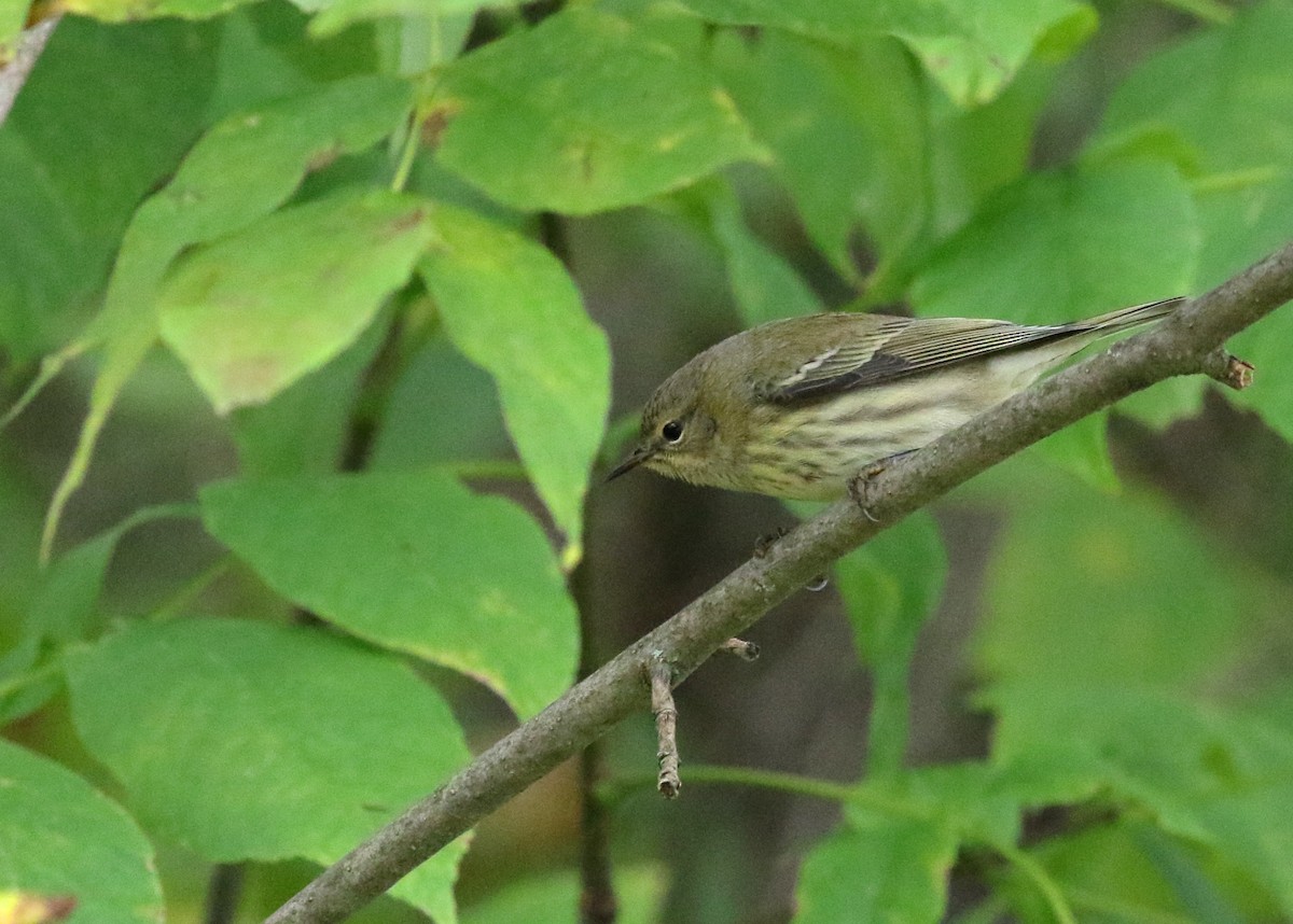 Cape May Warbler - ML115795271