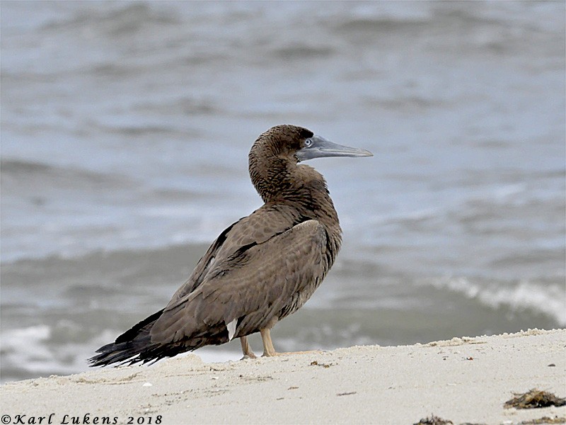 Brown Booby - ML115795611