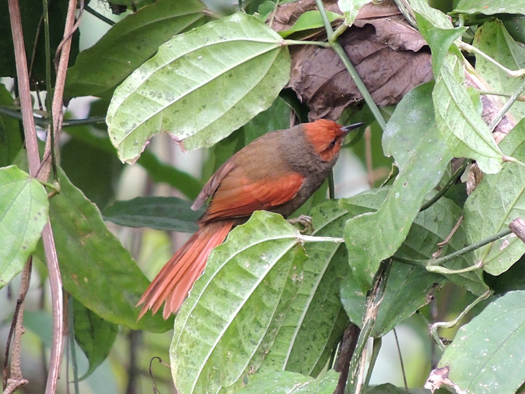 Red-faced Spinetail - Richard Garrigues