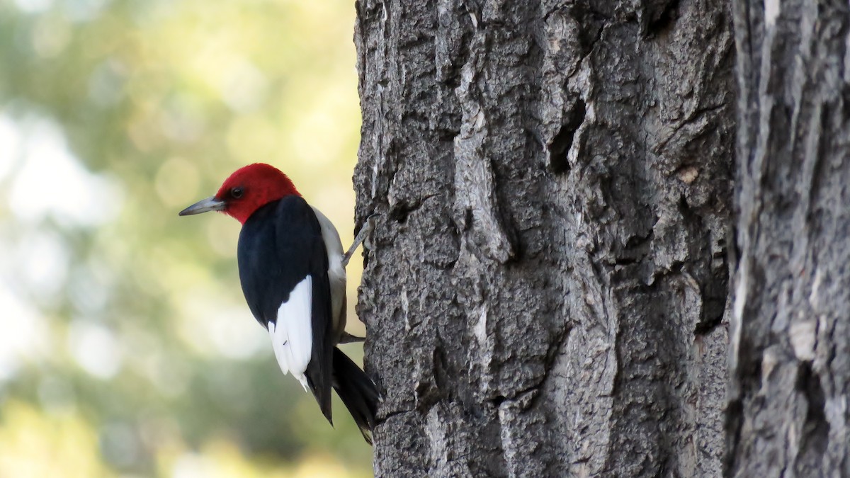 Red-headed Woodpecker - Edward McKen