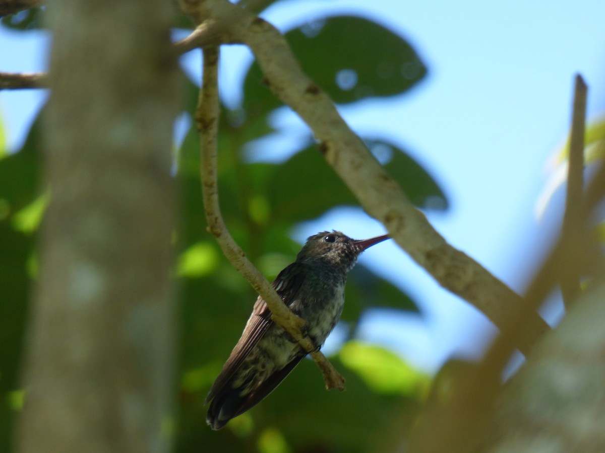 kolibřík safírový - ML115800621