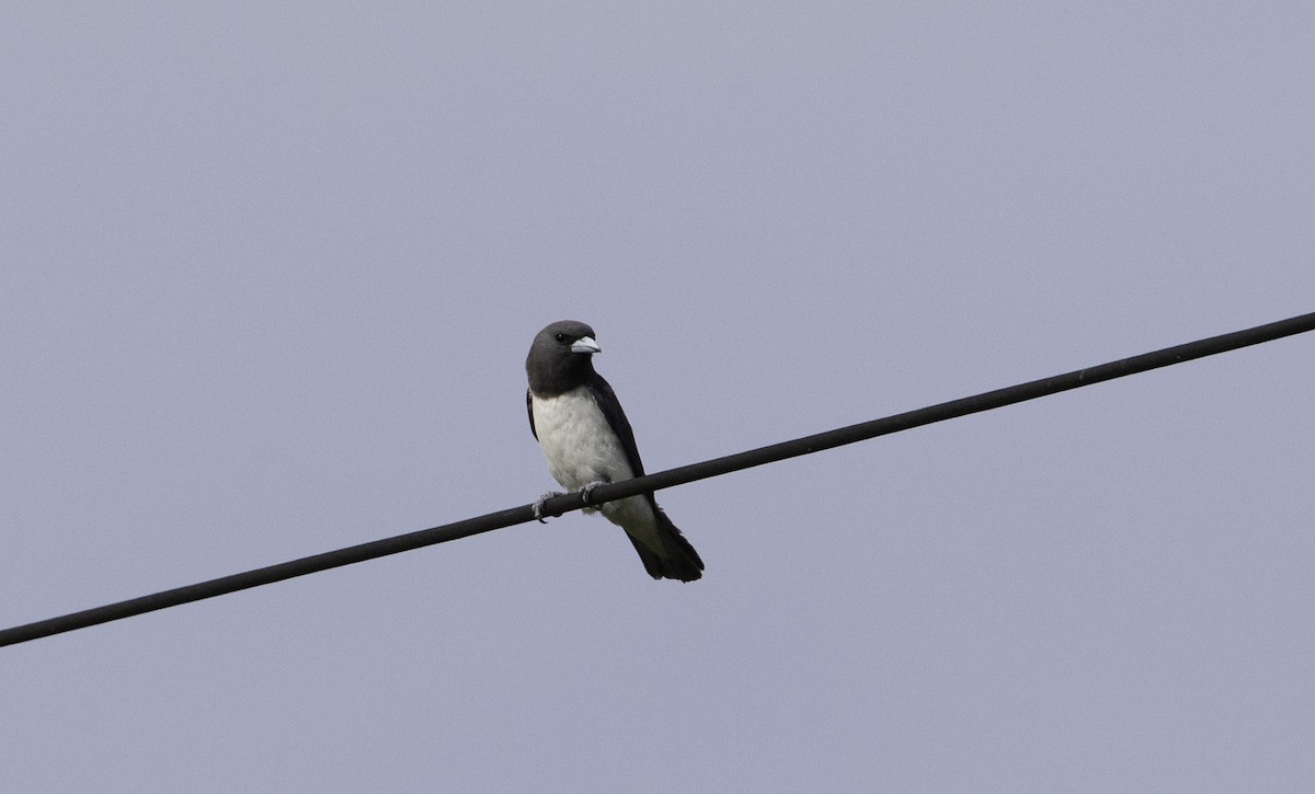White-breasted Woodswallow - Peter Seubert