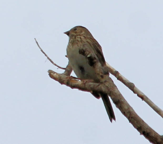 new world sparrow sp. - Lorraine Lanning