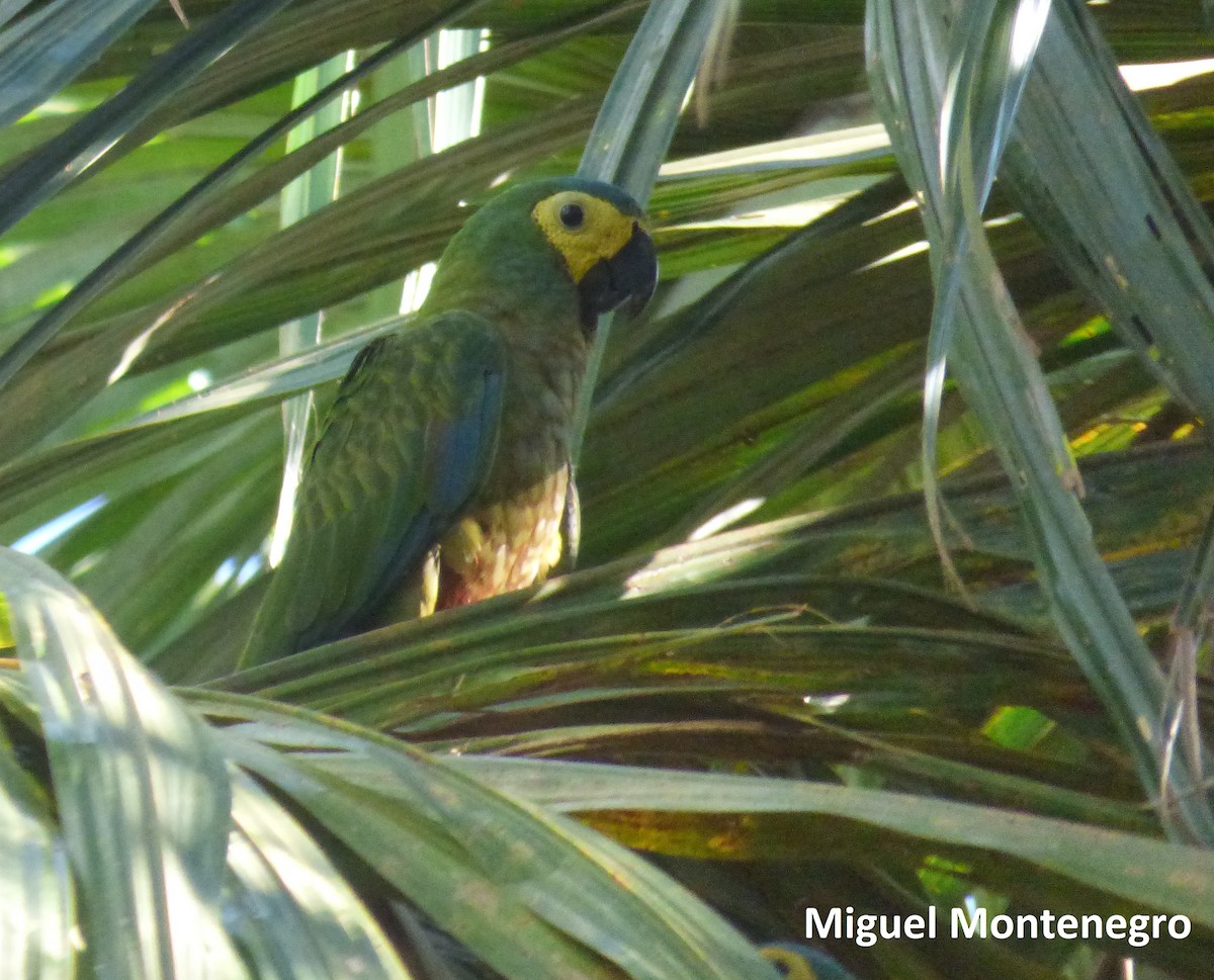 Red-bellied Macaw - Miguel Angel Montenegro Avila