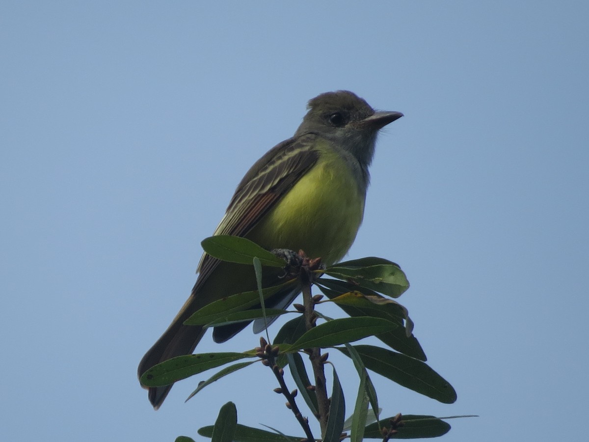 Great Crested Flycatcher - Marisa Rositol
