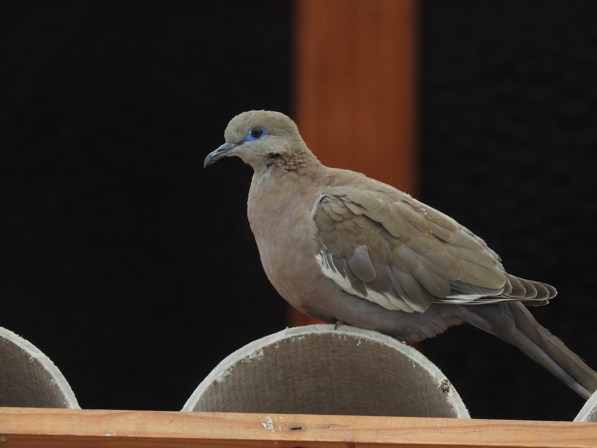 West Peruvian Dove - ML115806821