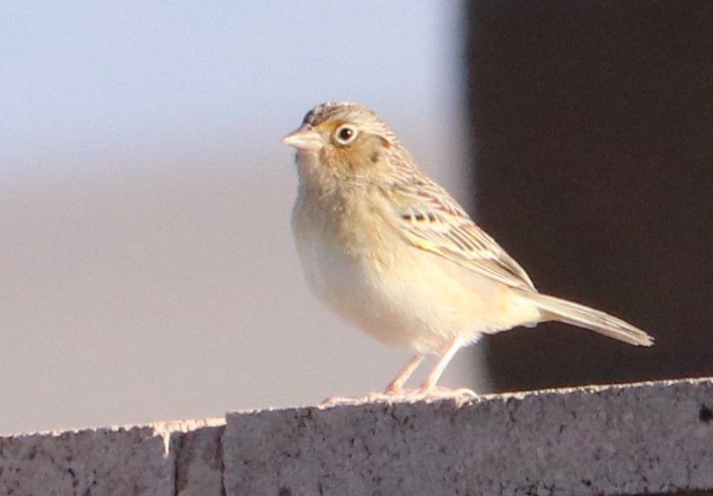 Grasshopper Sparrow - Darlene Feener