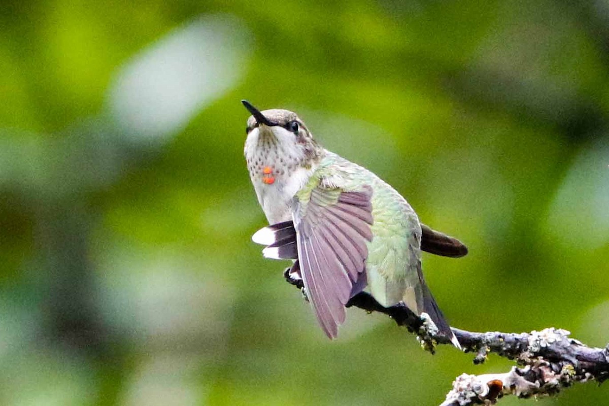 Ruby-throated Hummingbird - Byron Stone
