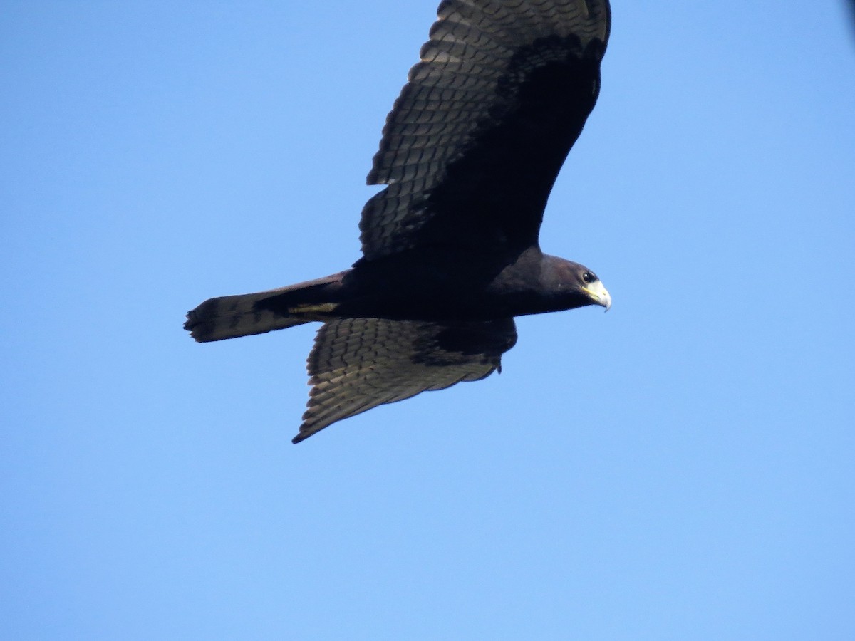 Zone-tailed Hawk - Adam Betuel