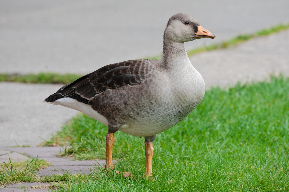 Greater White-fronted Goose - ML115816191