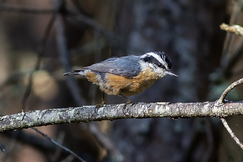Red-breasted Nuthatch - ML115820061