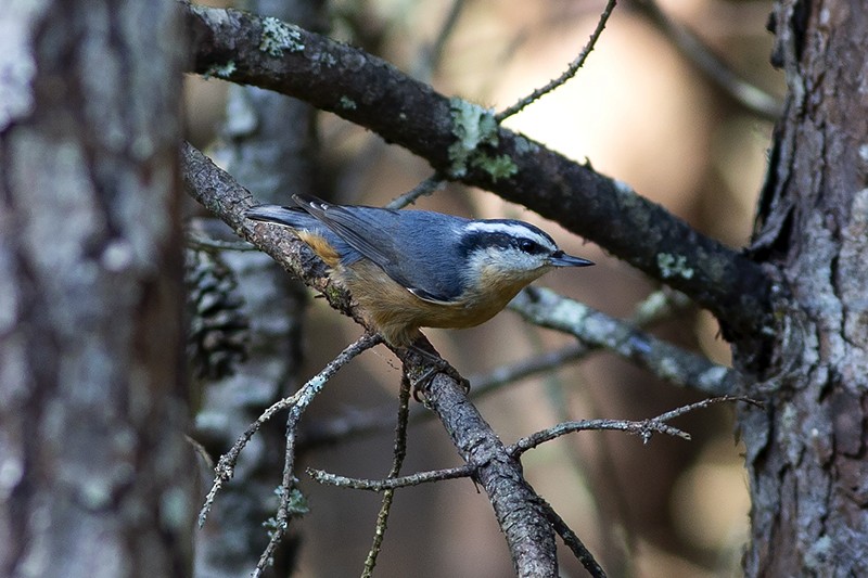 Red-breasted Nuthatch - ML115820071