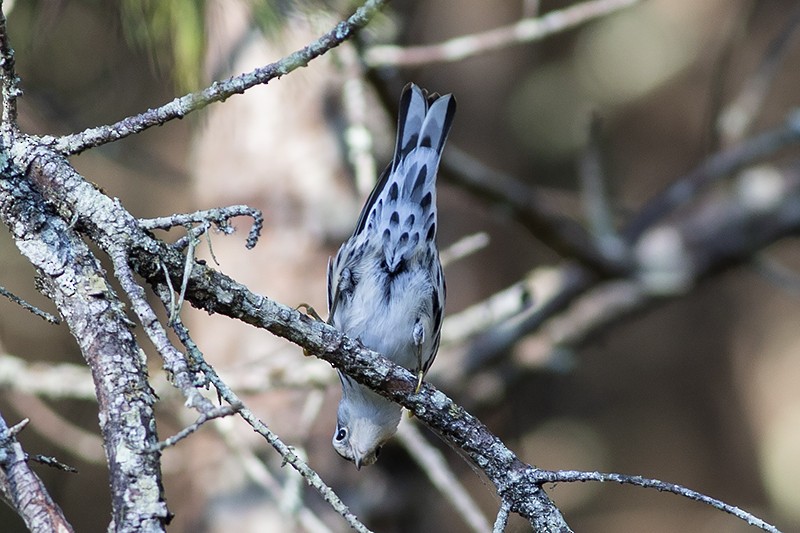 Black-and-white Warbler - Martin Wall