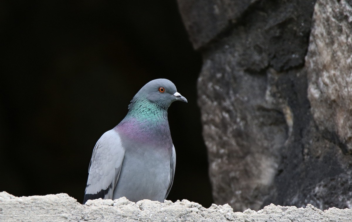 Rock Pigeon - ML115820701