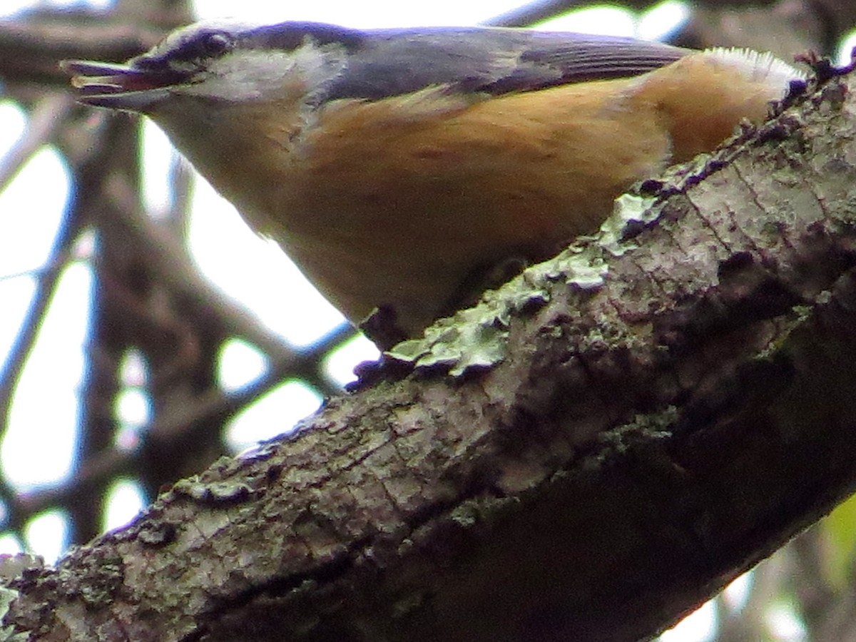 Red-breasted Nuthatch - John Flannigan